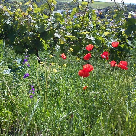 Weingut Hoos Ökologische Weine haben einen Namen: HOOS.